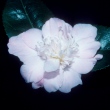 Fragrant Silk